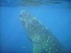 Thumbs/tn_whale shark 4.jpg
